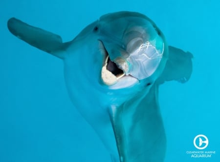 dolphin - smile, water, above, blue