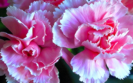 *Sweet Pink Petals* - photography, still life, spring, creative pre-made, carnations, cool, petals, lovely still life, couple, lovely, nature, love four seasons, beautiful, pink, seasons, sweet, beloved valentines, flowers, colors