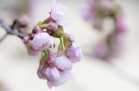 Spring - flower, pink, cute, beautiful, flowers, photo, spring, lovely, nature, green