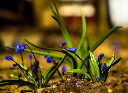 Spring - lovely, spring, nature, pink, beautiful, green, flowers, photo, cute, flower