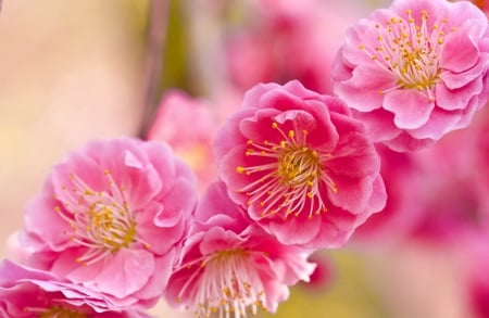 Pink spring - blossoms, blooming, pretty, pink, beautiful, spring, fragrance, scent, flowering, lovely, tree, branch