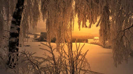 wonderful dawn winter scene through the trees - dawn, trees, winter, valley, farms