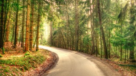 lovely forest road hdr - autumn, forest, leaves, hdr, road