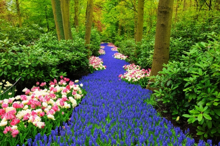 Keukenhof spring - pretty, forest, speinf, flowers, scent, garden, greenery, carpet, trees, keukenhof, beautiful, fragrance, lovely, freshness, colorful, tulips, park