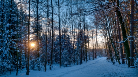 a forest in winter at sunrise - sunrise, tracks, winter, forest