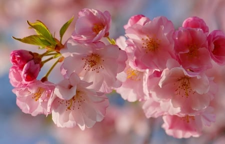 Pink morning - blossoms, blooming, delicate, pretty, pink, beautiful, spring, fragrance, branches, morning, freshness, scent, flowering, lovely, tree, nature