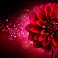 Red chrysanthemum background