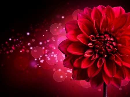 Red chrysanthemum background - pretty, background, chrysanthemum, red, beautiful, lovely, bubbles, flower