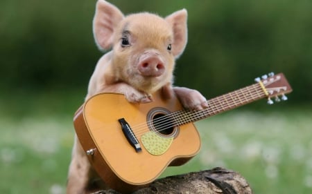 Funny piglet - piglet, guitar, music, instrument, funny, cute