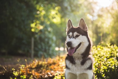 Husky - animal, pretty, cute, animals, beautiful, sweet, puppy, puppys, dogs, lovely, dog