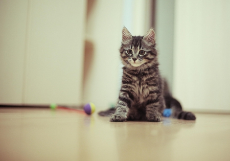 Cat - paws, face, pretty, cute, animals, beautiful, cat, sleeping, kitty, cats, kitten, hat, lovely, cat face