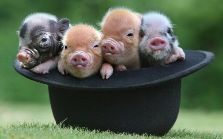 Funny piglets