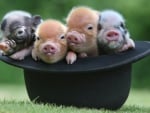 Funny piglets