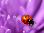 Ladybug