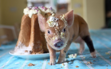 What?! Just tasting the cake! - blue, table, sweet, piglet, animal, funny, cute, dessert, cake