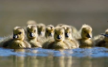 Ducklings - easter, animal, water, cute, lake, spring, ducklings