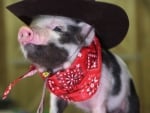 Cowboy piglet