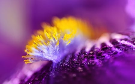 Iris - flower, purple, iris, dew, water drops, yellow, macro