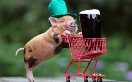 Happy St. Patrick's Day! - hat, beer, st patrick day, drink, piglet, animal, funny, red, green, cute, glass