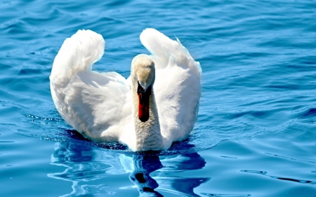 Swan - white, lake, swan, bird, water, blue