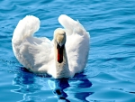 Swan