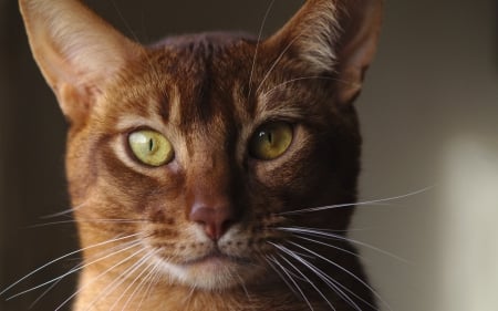 Handsome boy - animal, green eyes, cat, orange, ginger