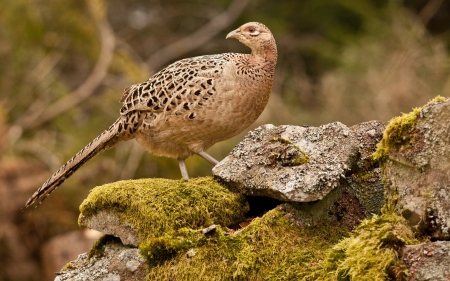 Pheasant - feather, green, bird, pheasant