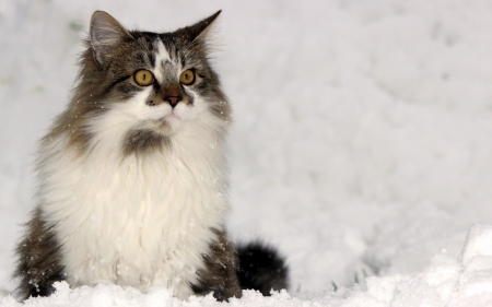 Cat - white, cat, fluffy, snow, winter, animal