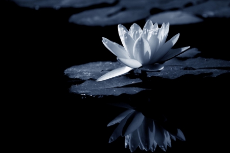 Reflection - lilly, monochrome, reflection, water, flower