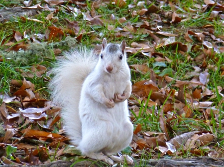 UNEXPECTED GUEST - white, guest, yard, squirrel