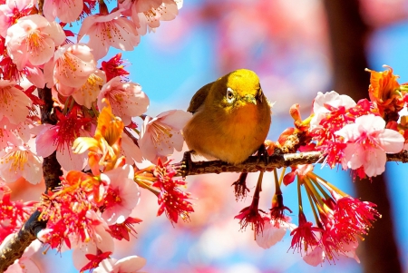 Spring Flowers - nature, flowers, bird, spring