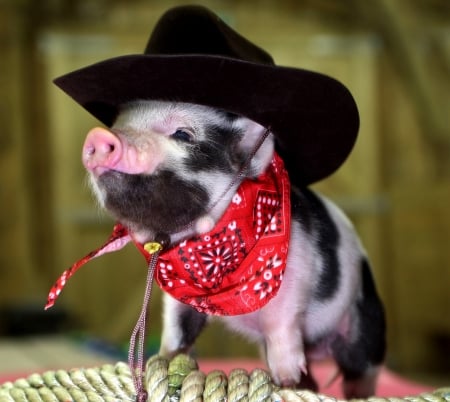 Cowboy piggy - hat, cowboy, piggy, animals