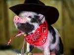 Cowboy piggy