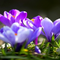 SPRING CROCUSES FOR â™¥julieth à½²â™¥à¾€ (JULIETH)