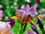 Iris with rain drops