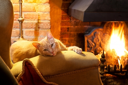 Cat - fireplace, heat, fire, cat