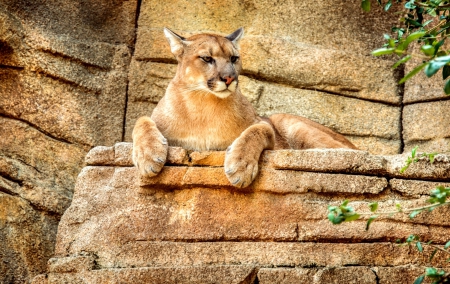 Cougar - cougar, cats, animals, rocks