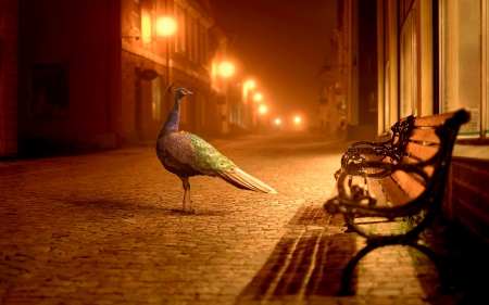 BEAUTIFUL VISITOR - street, night, bench, peahen, lights