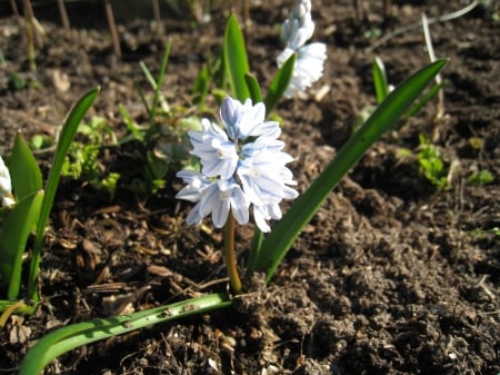 Spring Flower - soil, colors, bulb, garden, flower, spring