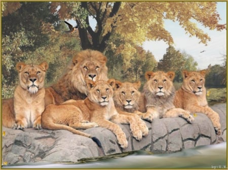 big cats - river, leon, cats, tree, animals