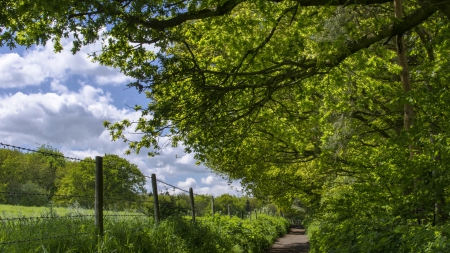 fence along a road in the countryside - fields, fence, trees, road