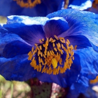 Blue Poppy