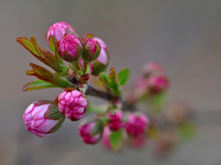 Touch of Sweet Buds - touch, nature, buds, forces, sweet, flowers, spring