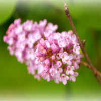 Sweet Pink Flowers in Spring