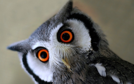 Owl with Orange Eyes - orange, owl, animals, eyes