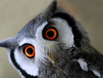 Owl with Orange Eyes