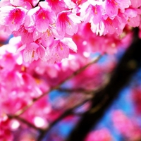 Sakura cherry blossom