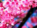 Sakura cherry blossom