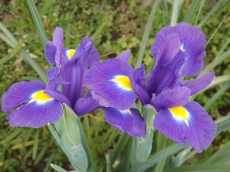 Wildflowers Iris Purple - nature, flowers, iris, beautiful