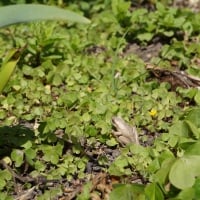 Frog on Land